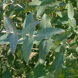 Eucalyptus oil