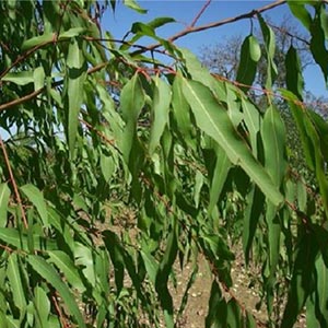 Eucalyptus oil