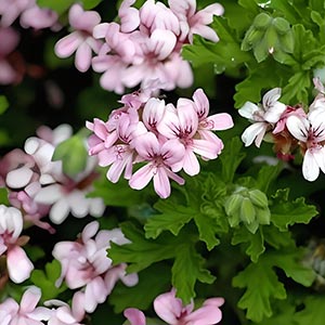 Geranium essential oil