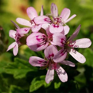 Geranium essential oil