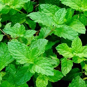 Spearmint oil