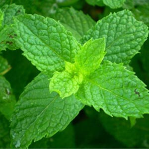 Spearmint oil