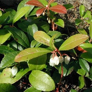 Wintergreen oil