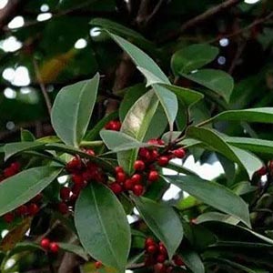 Wintergreen oil