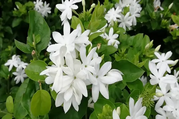 Jasmine