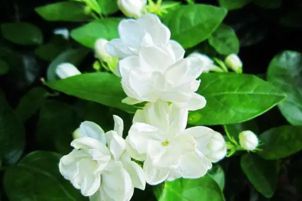 Jasmine