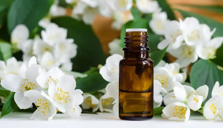 Jasmine essential oil