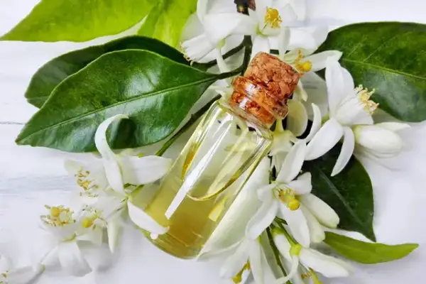 Jasmine essential oil for Massage and body care products