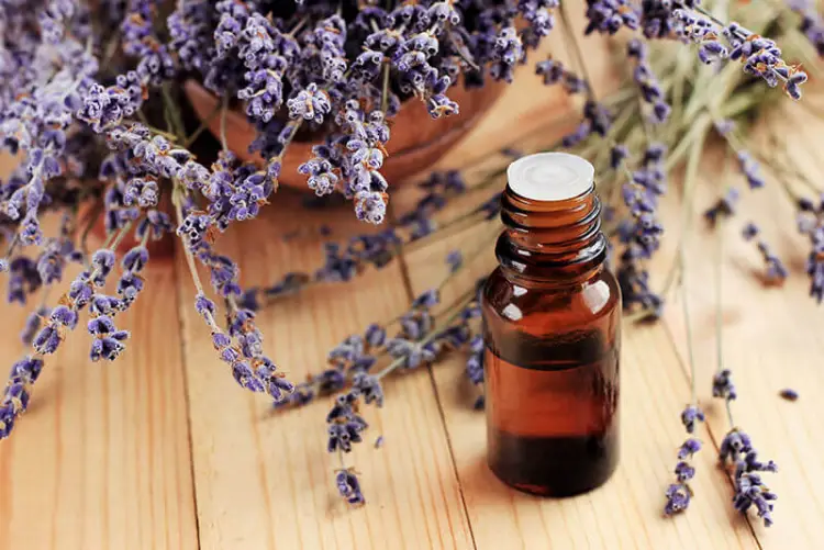 Lavender Essential Oil