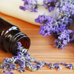 Lavender essential oil