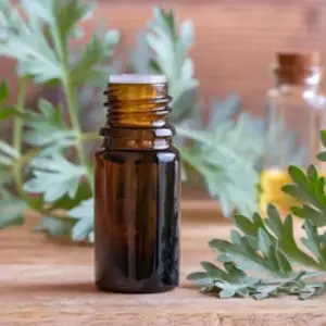 Mugwort Essential Oil