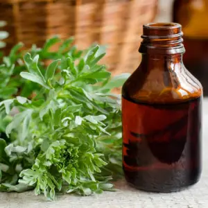 Mugwort Essential Oil