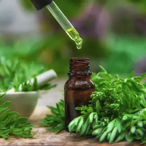 Mugwort Essential Oil