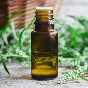 Mugwort Essential Oil