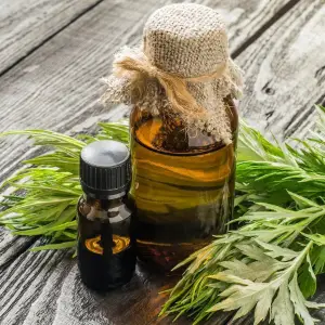 Mugwort Essential Oil