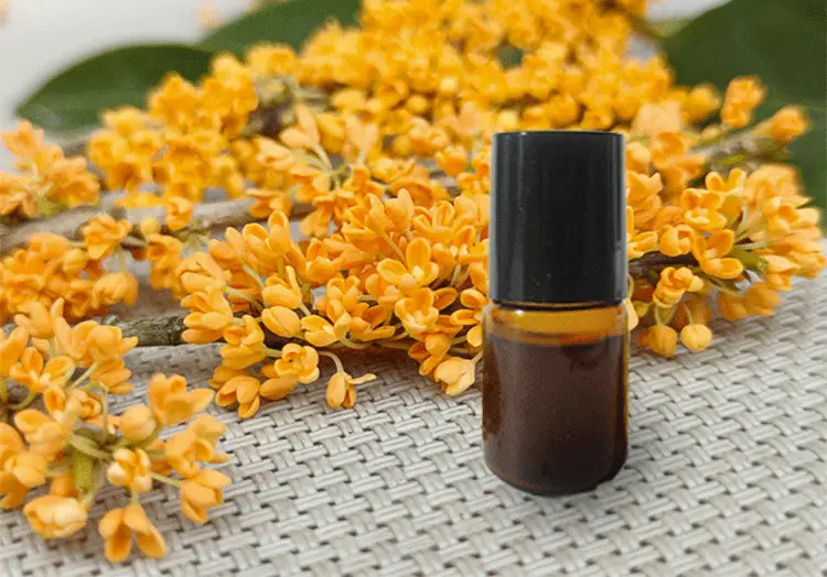 Osmanthus Absolute Oil