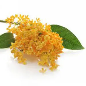 Osmanthus