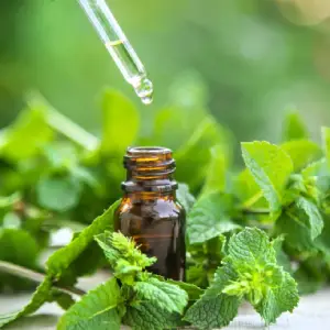 Peppermint Oil