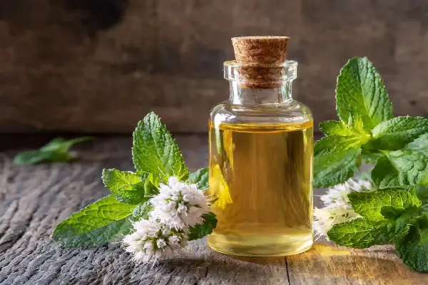 Peppermint Oil