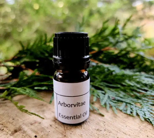 Arborvitae Essential Oil