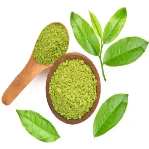 Green Tea Extract