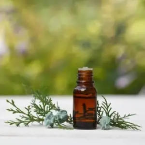 Thuja Esseneial Oil