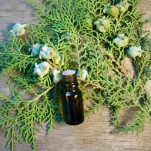 Thuja Essential Oil