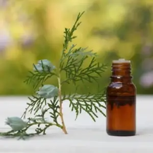 Thuja Essential Oil