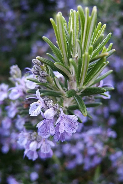 Essential Oils & Aromatherapy-A Wonderful Magic