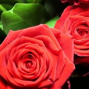 Analysis of Main Nutrients in Yunnan Rosa Crimson Glory
